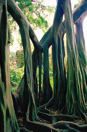 The Bearded Fig Tree Barbados(1)